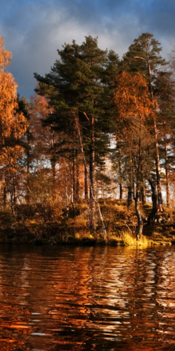 bewaldete Insel auf dem See Vuoksa im Abendlicht